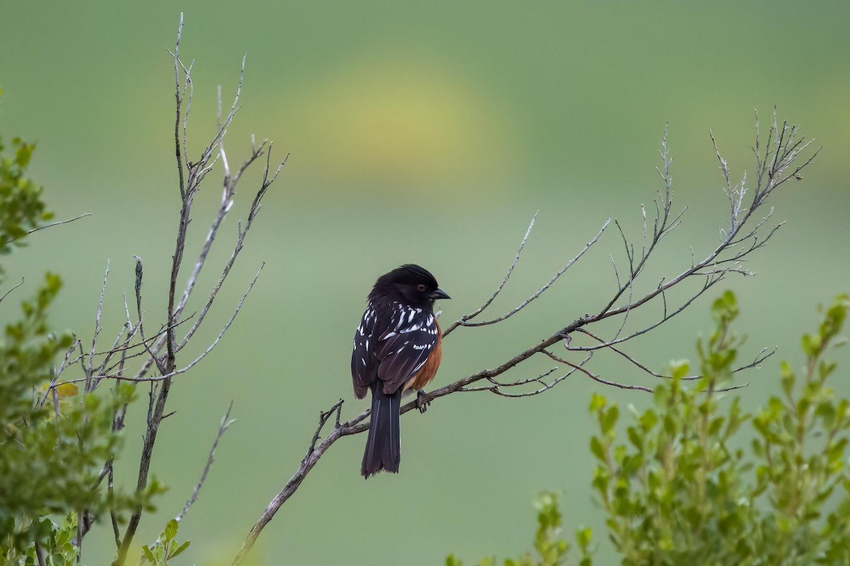 Spotted Towhee - ML619707854