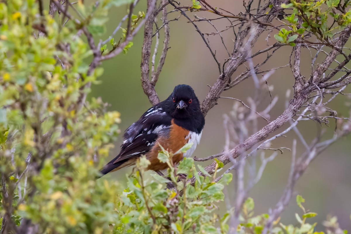 Spotted Towhee - ML619707855