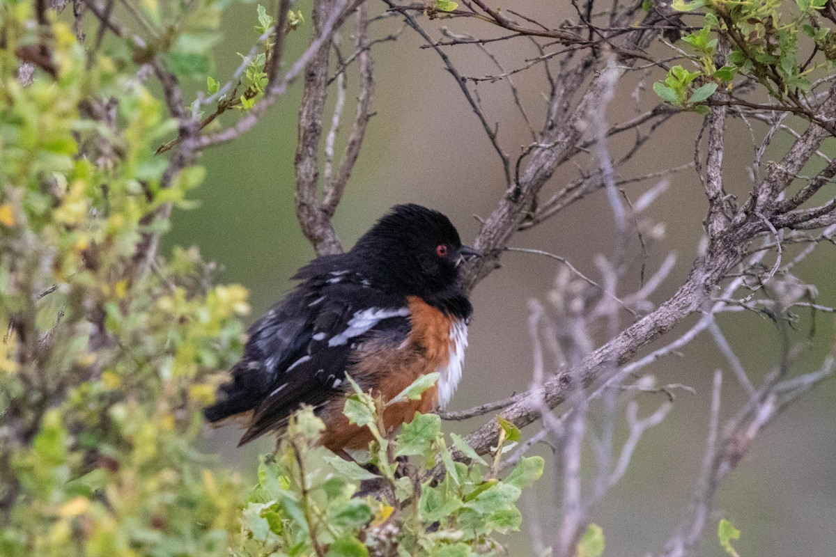 Spotted Towhee - ML619707856