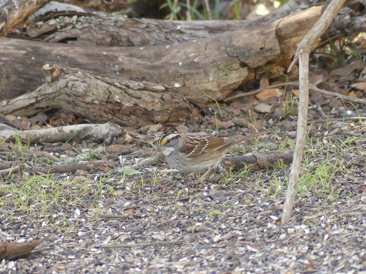 White-throated Sparrow - ML619707887