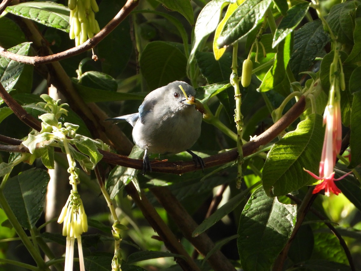 Blue-gray Tanager - ML619707890