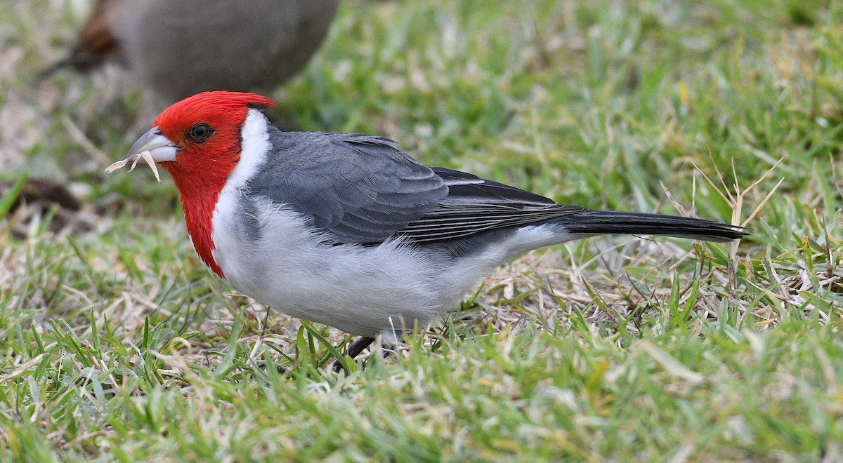 Red-crested Cardinal - ML619707915