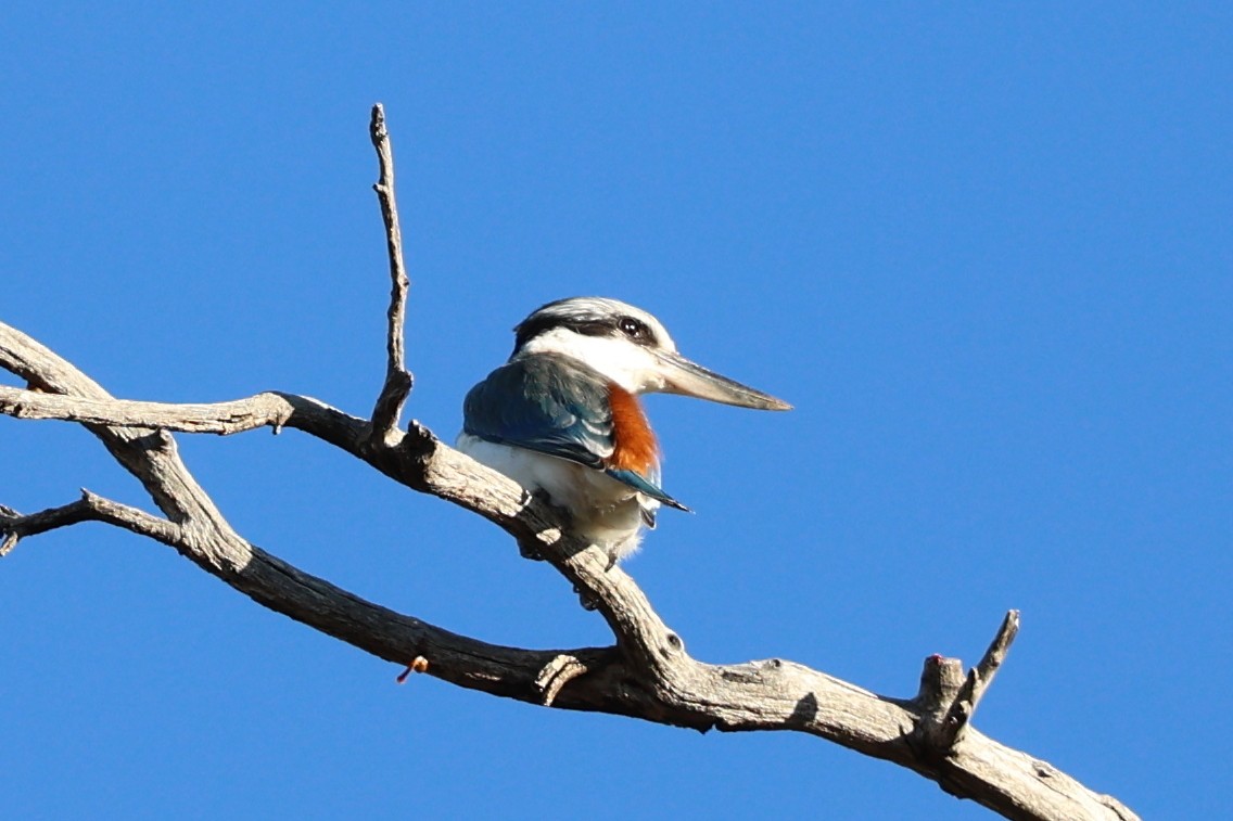 Red-backed Kingfisher - ML619707924