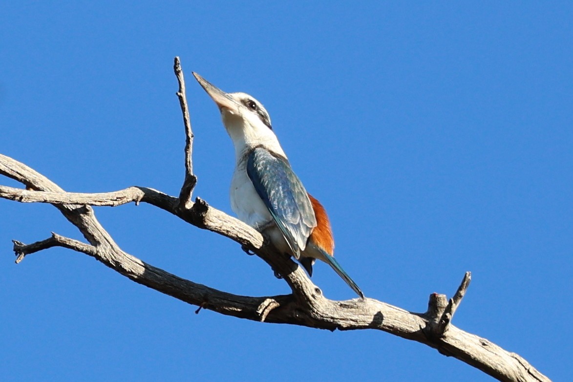 Red-backed Kingfisher - ML619707925
