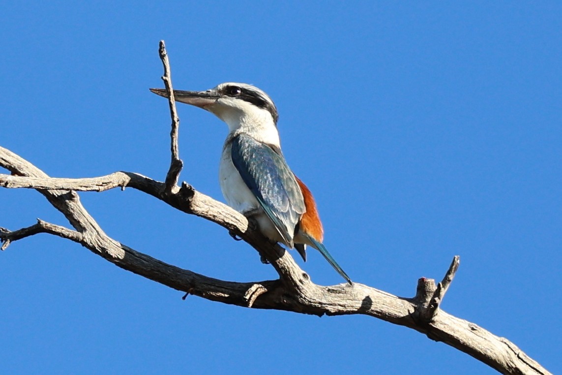 Red-backed Kingfisher - ML619707926