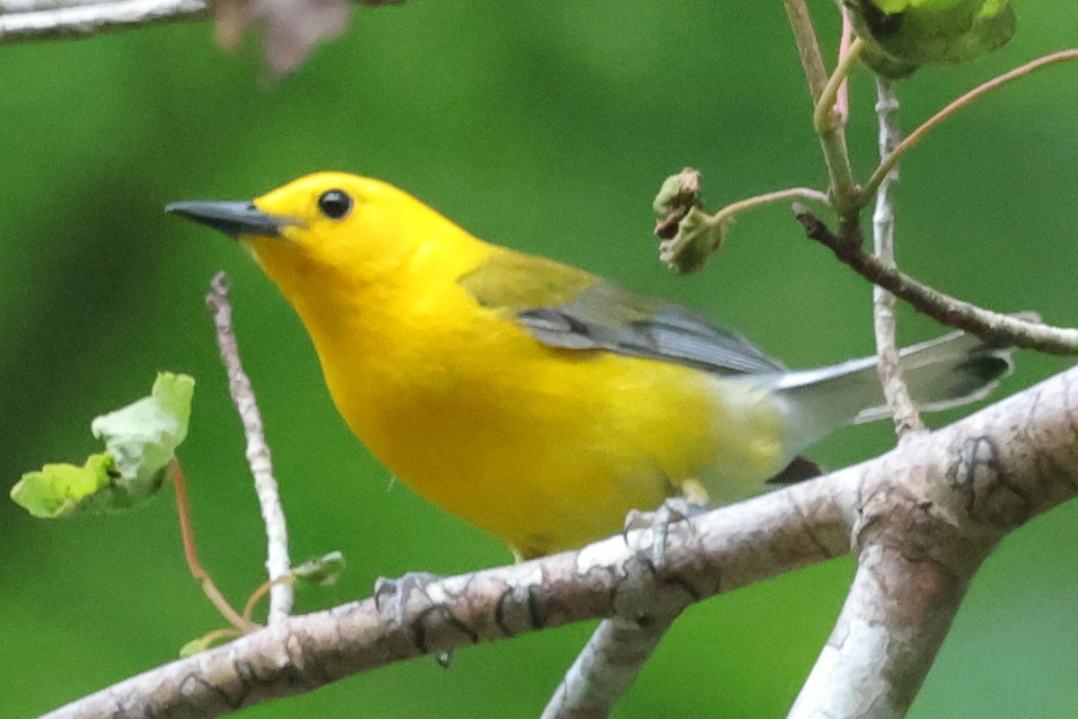 Prothonotary Warbler - ML619707931