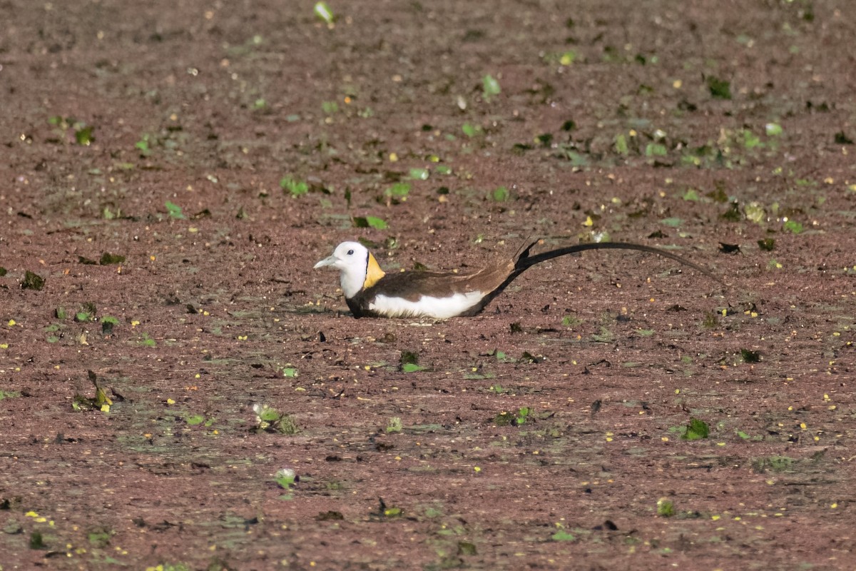 Pheasant-tailed Jacana - ML619707952