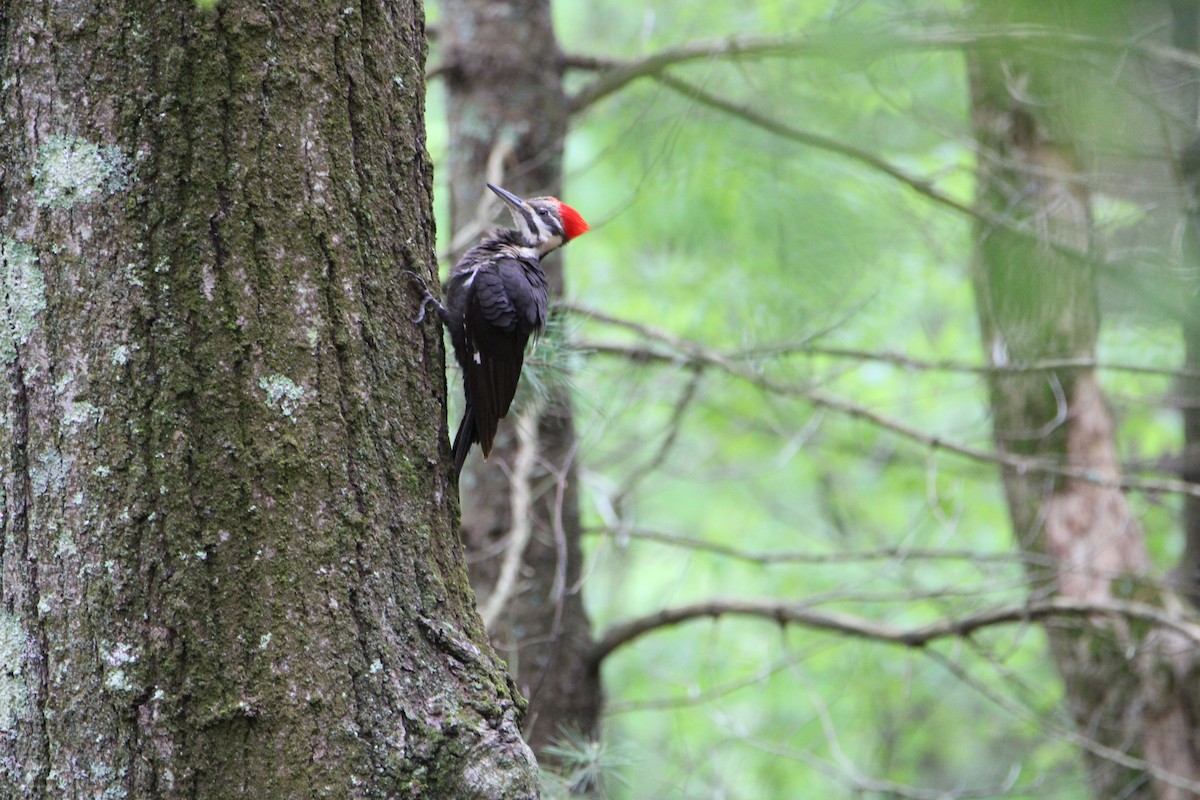 Pileated Woodpecker - ML619707974