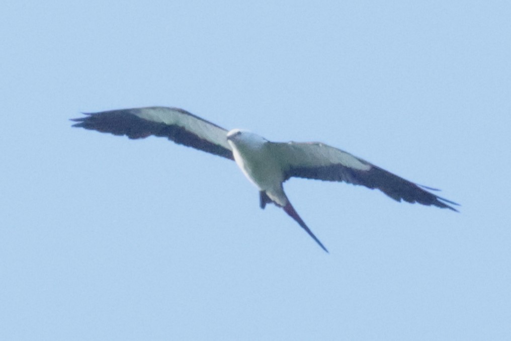 Swallow-tailed Kite - ML619707980