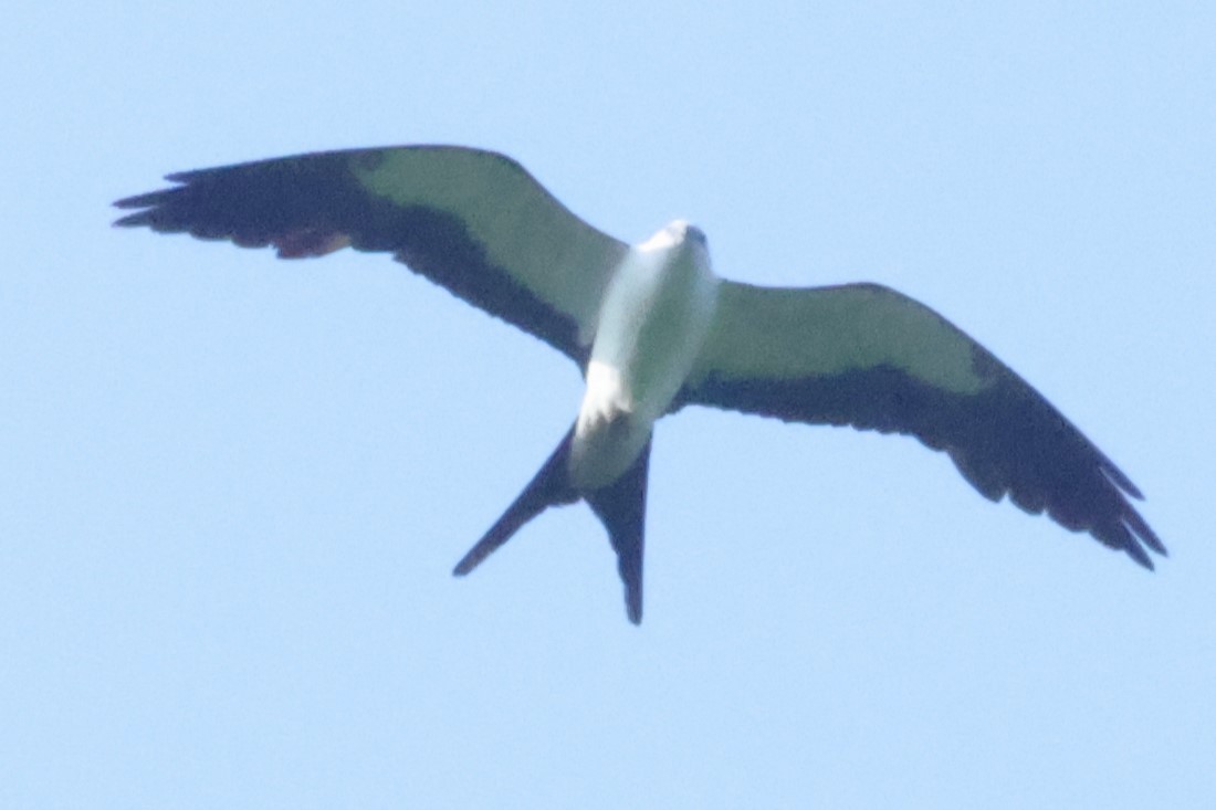Swallow-tailed Kite - ML619707981