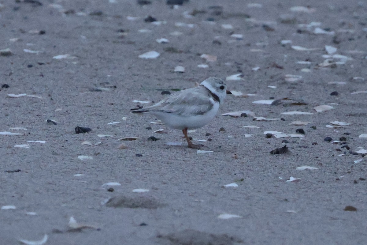 Piping Plover - ML619707993