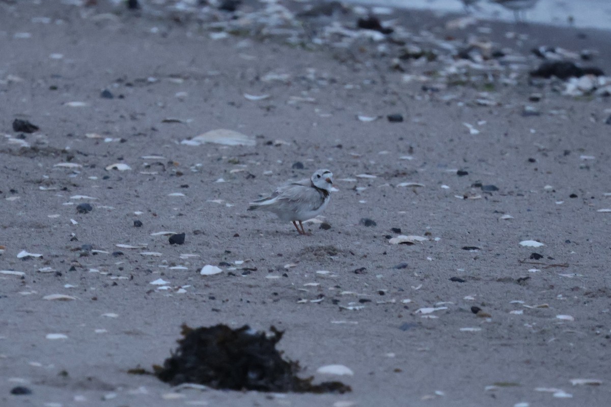Piping Plover - ML619707994