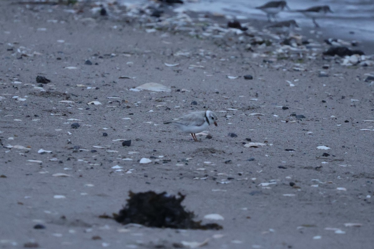 Piping Plover - ML619707995