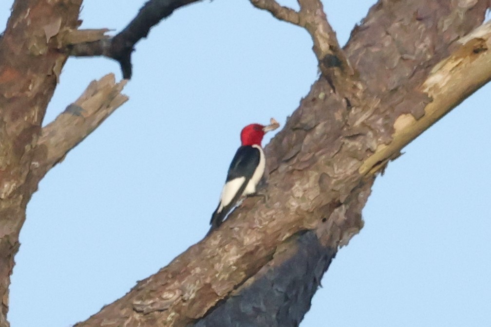 Red-headed Woodpecker - ML619707996