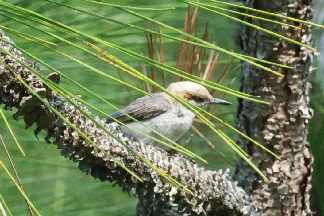 Brown-headed Nuthatch - ML619708040
