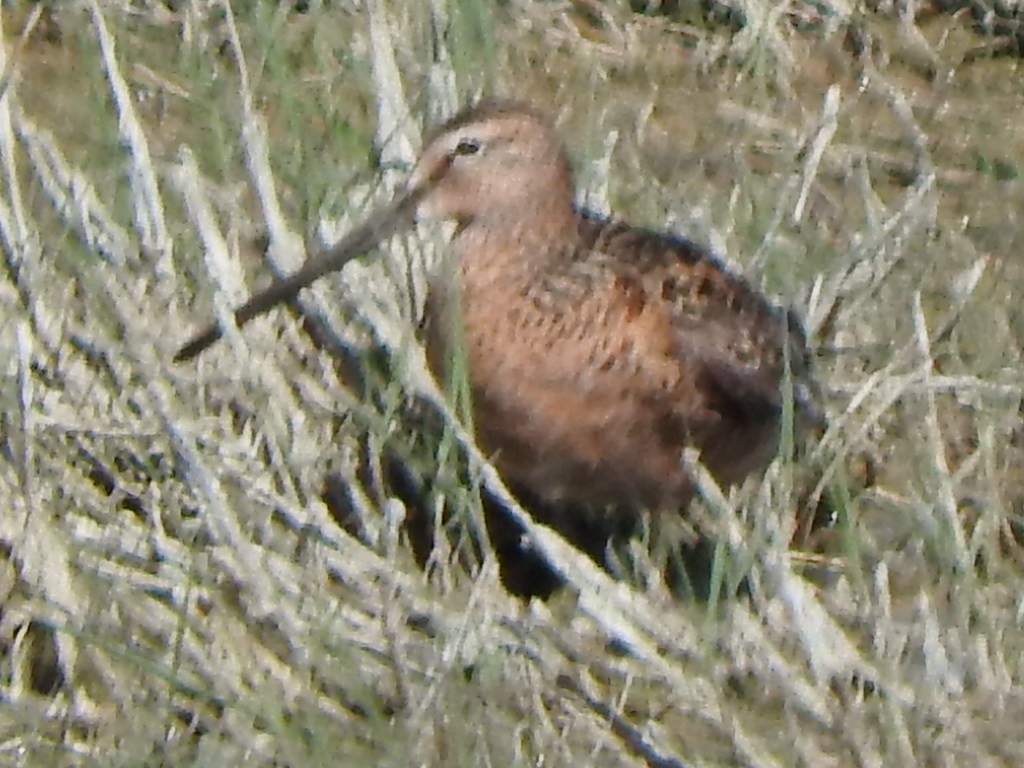 Long-billed Dowitcher - ML619708057