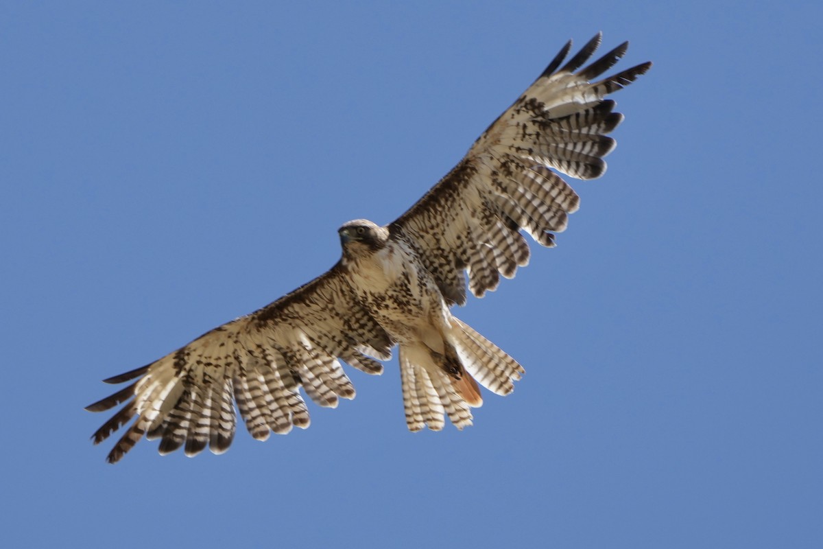 Red-tailed Hawk - ML619708064