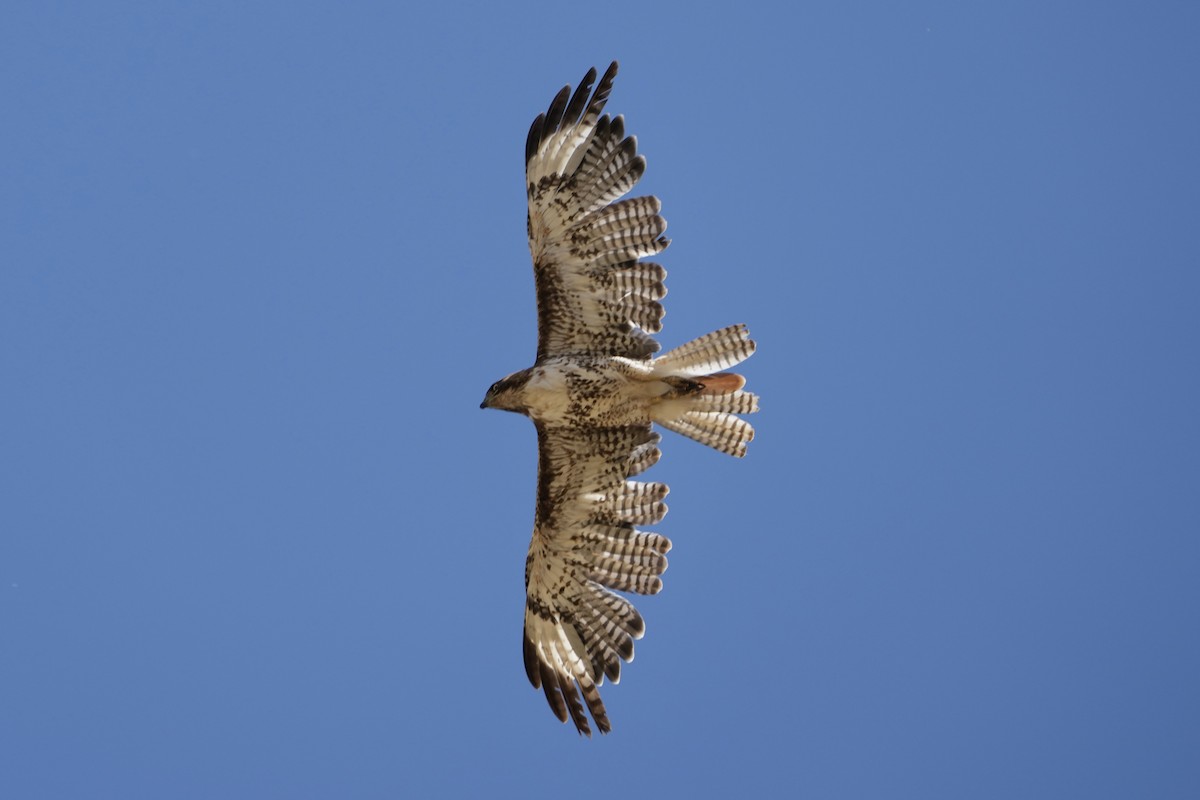 Red-tailed Hawk - ML619708065