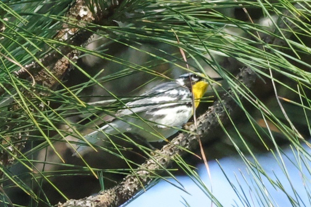 Yellow-throated Warbler - ML619708077