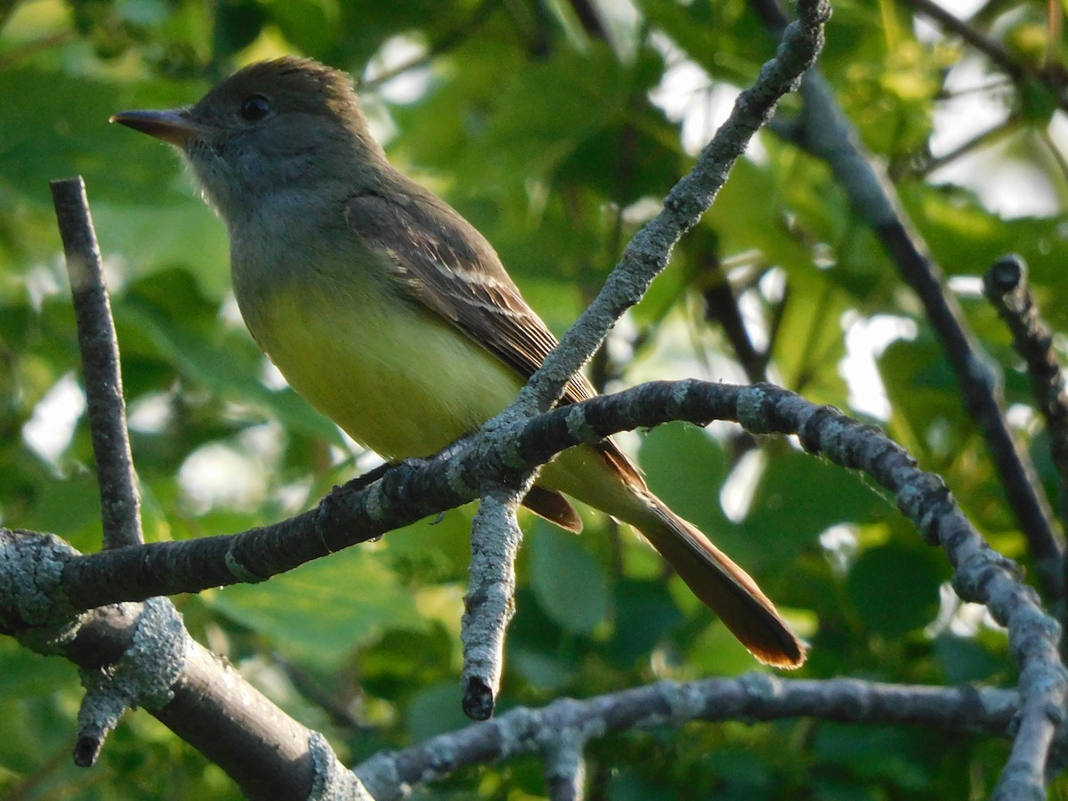 Great Crested Flycatcher - ML619708081