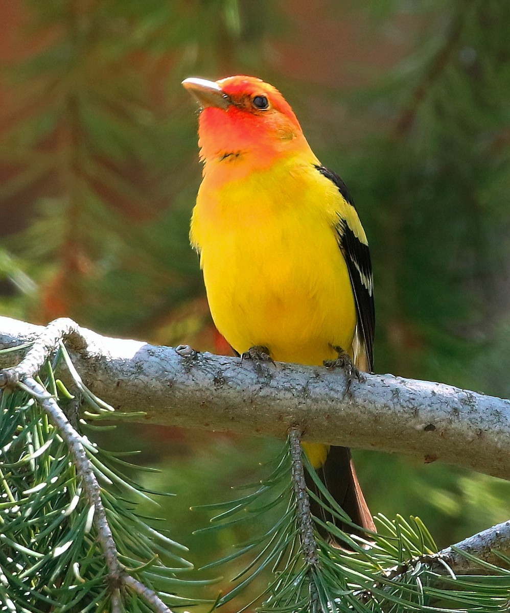 Western Tanager - ML619708122