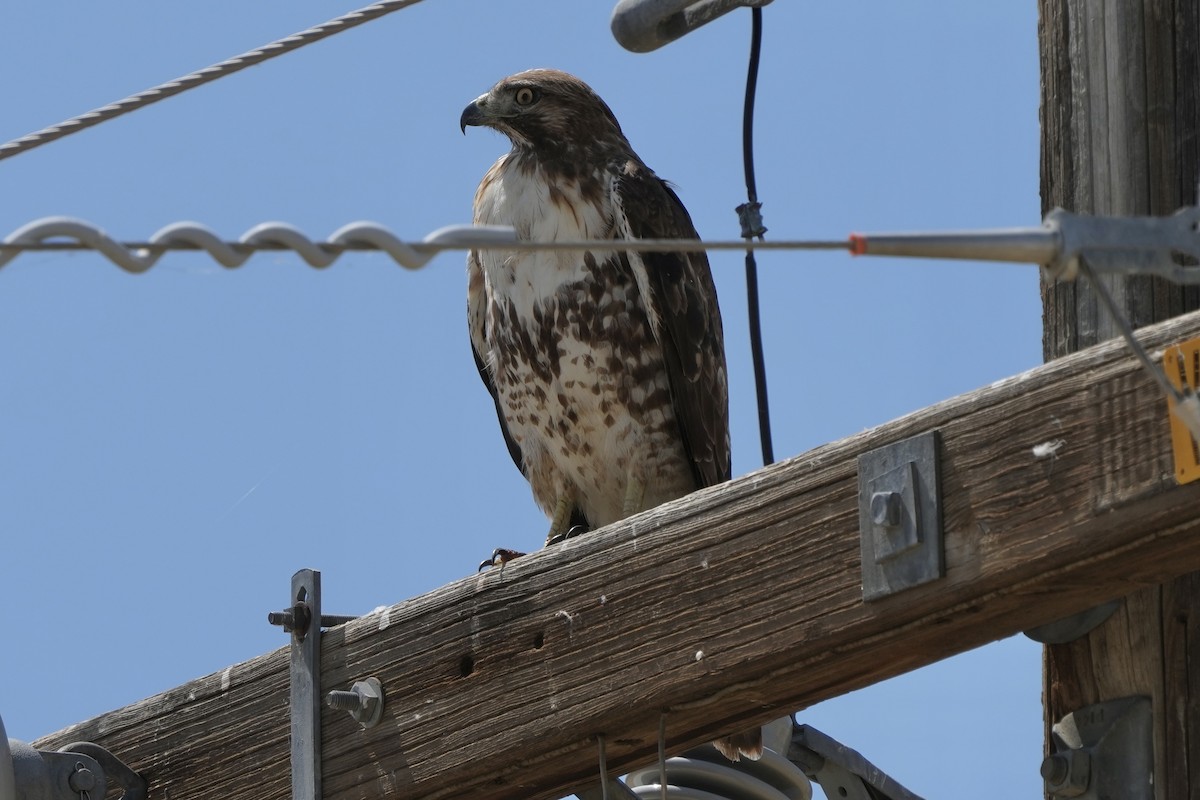 Red-tailed Hawk - ML619708129
