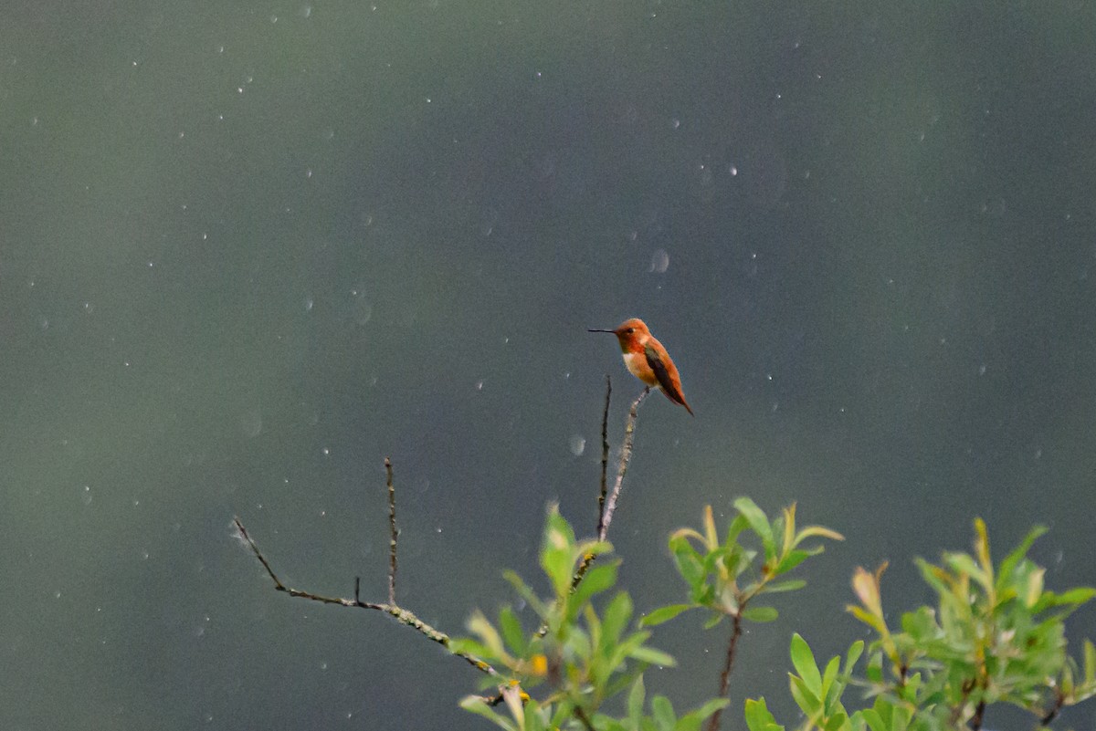 Rufous Hummingbird - ML619708138