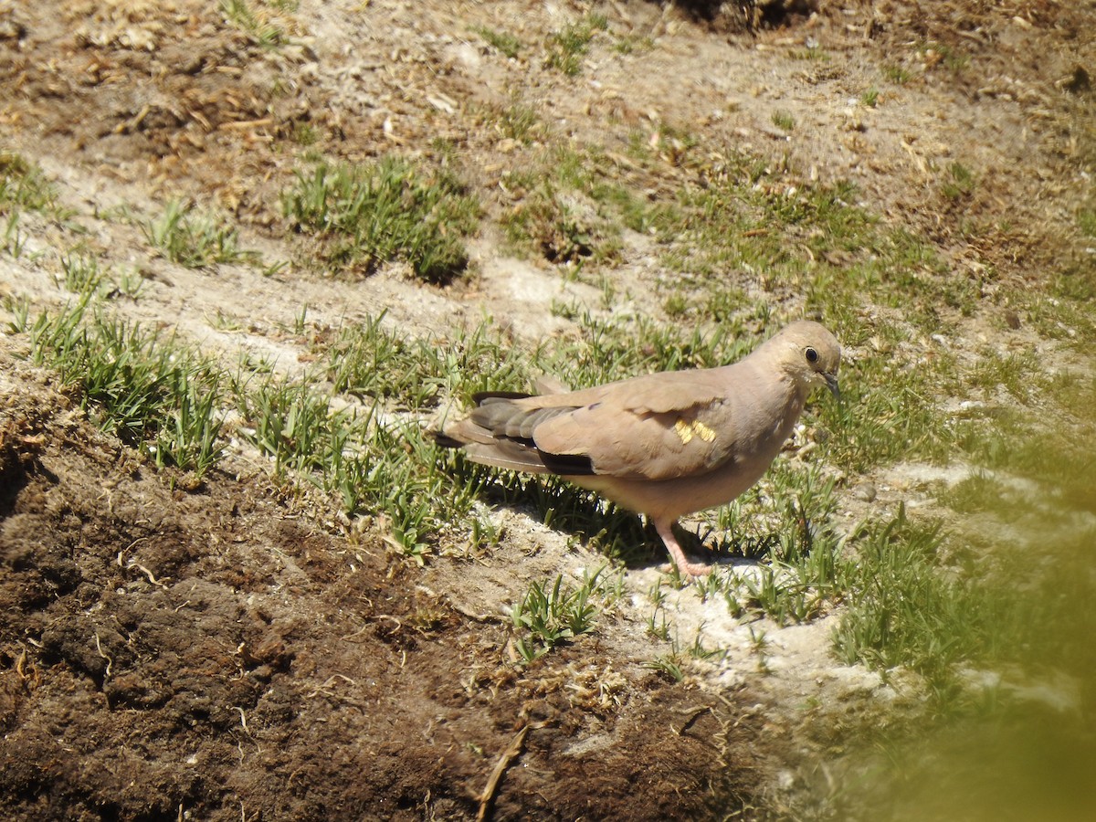 Golden-spotted Ground Dove - ML619708156