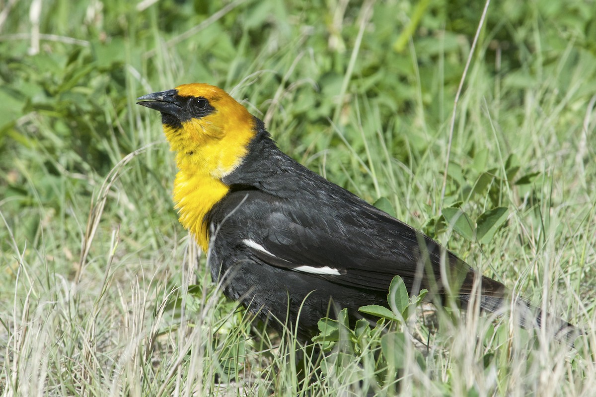 Yellow-headed Blackbird - ML619708195