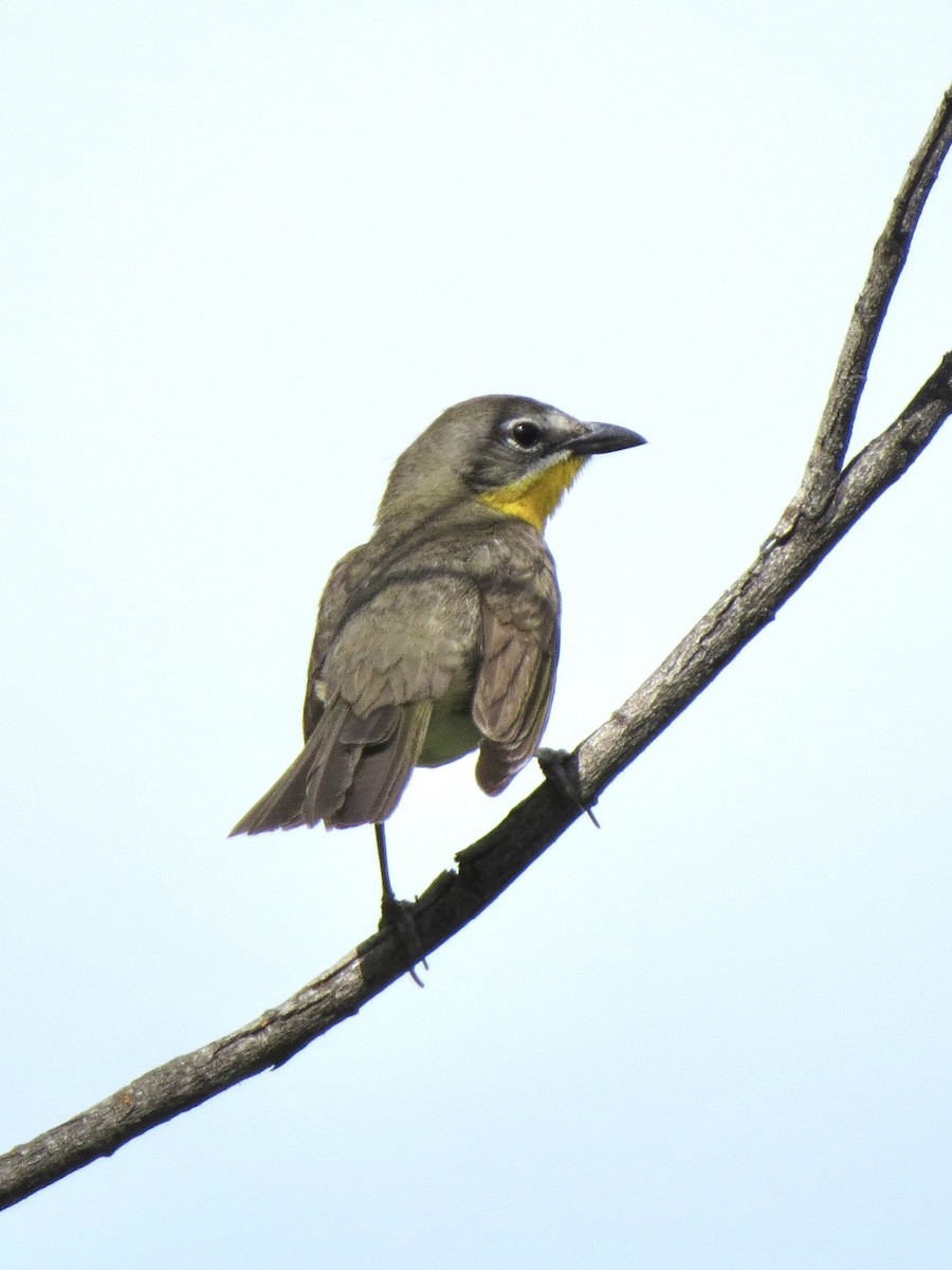 Yellow-breasted Chat - ML619708205