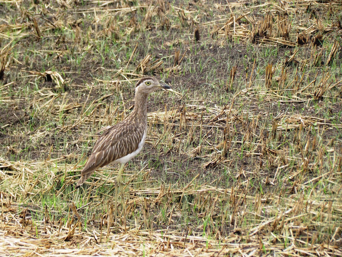 Double-striped Thick-knee - ML619708208