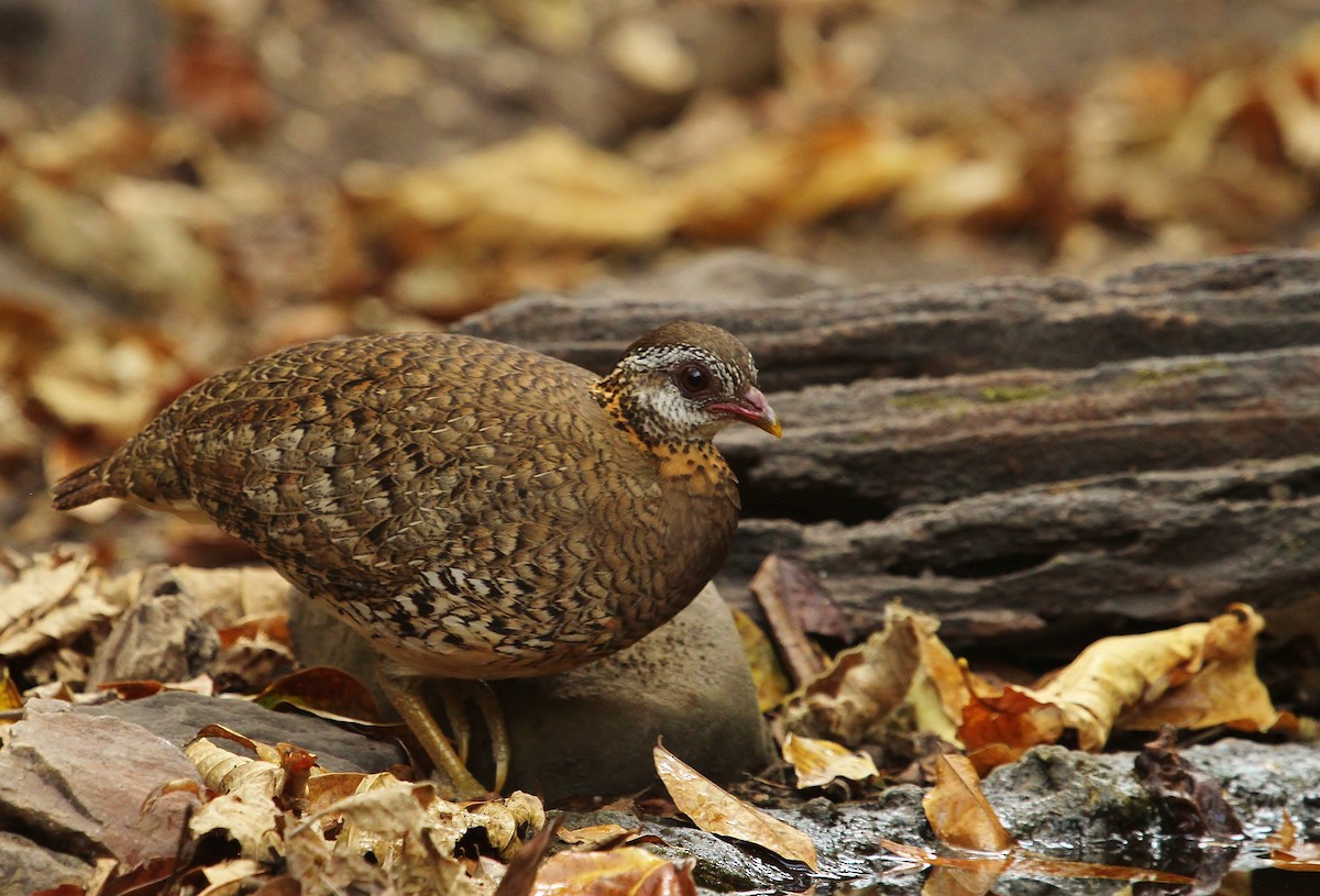 Scaly-breasted Partridge - ML619708209