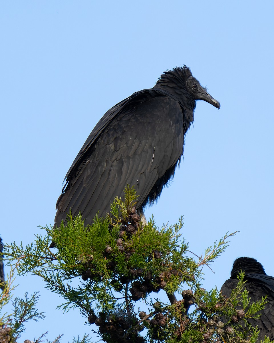 Black Vulture - ML619708221
