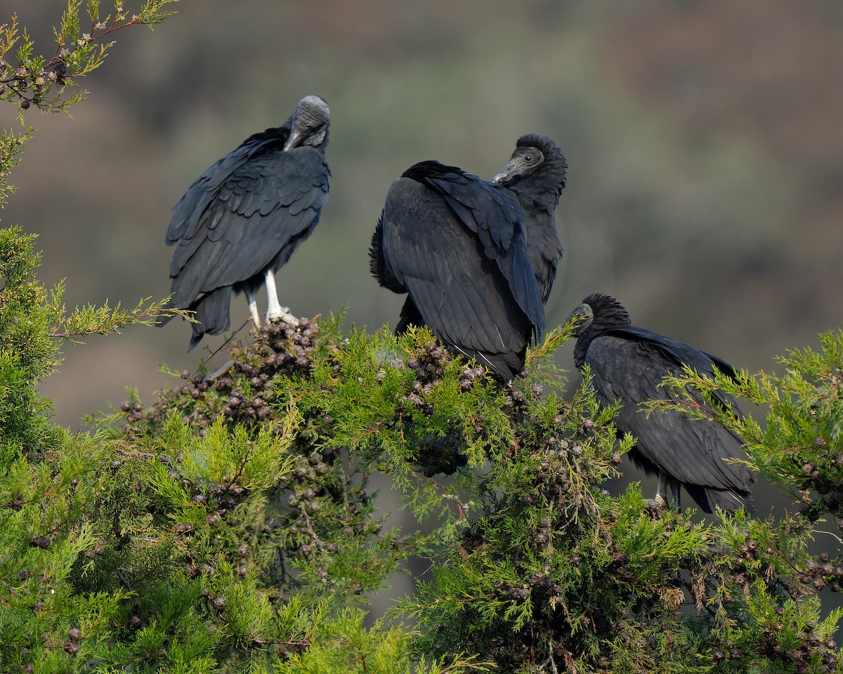 Black Vulture - ML619708222