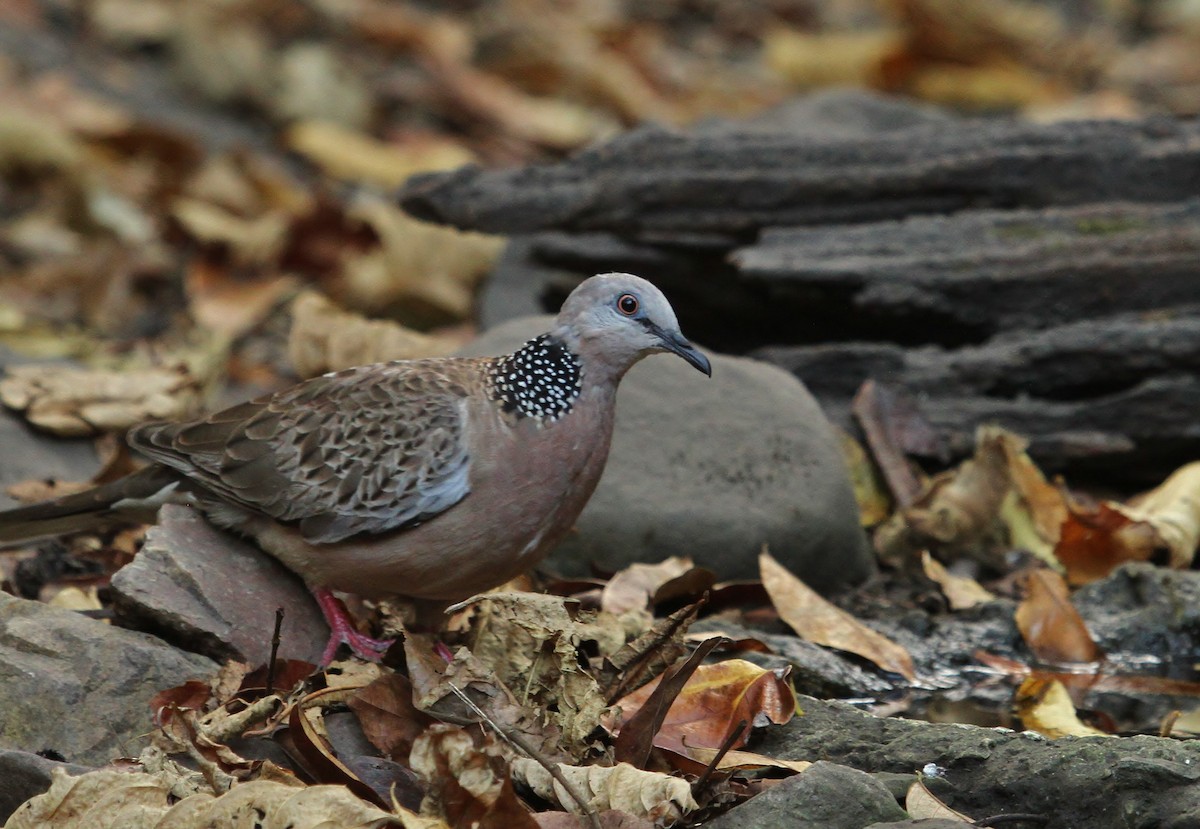 Spotted Dove - ML619708242
