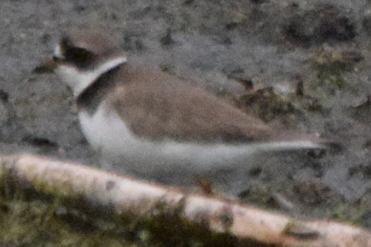 Semipalmated Plover - ML619708268