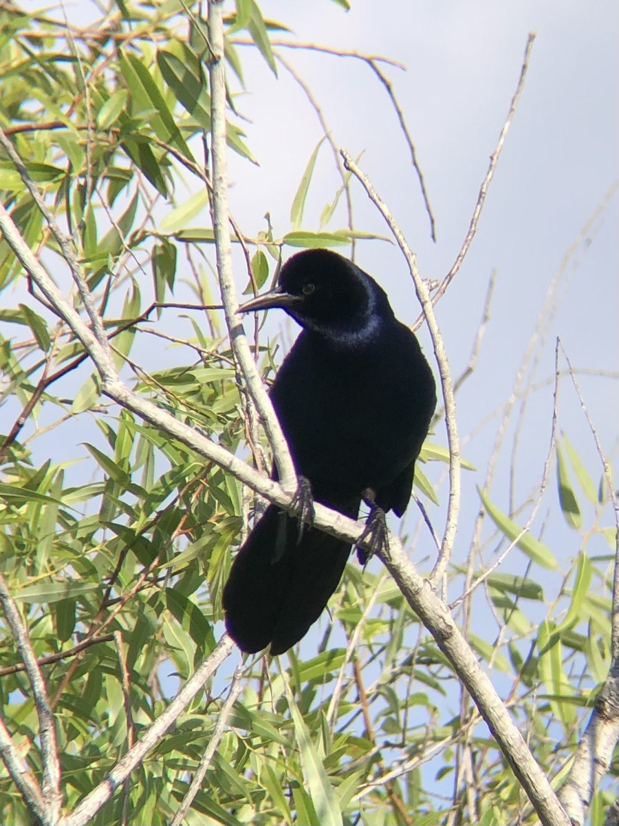 Boat-tailed Grackle - ML619708283