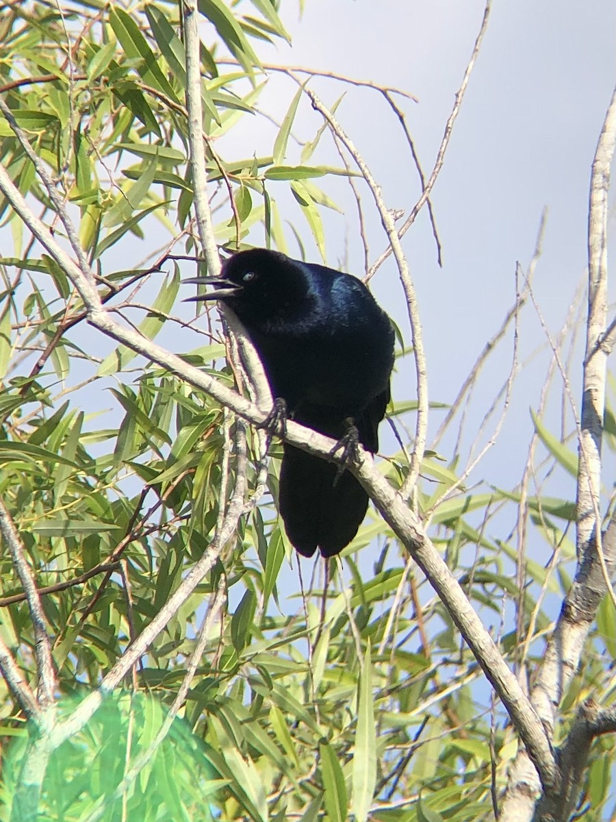 Boat-tailed Grackle - ML619708284