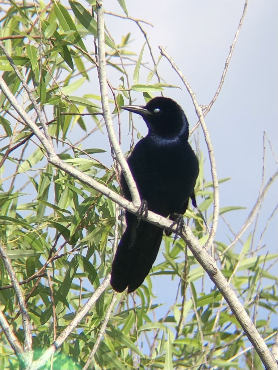 Boat-tailed Grackle - ML619708285