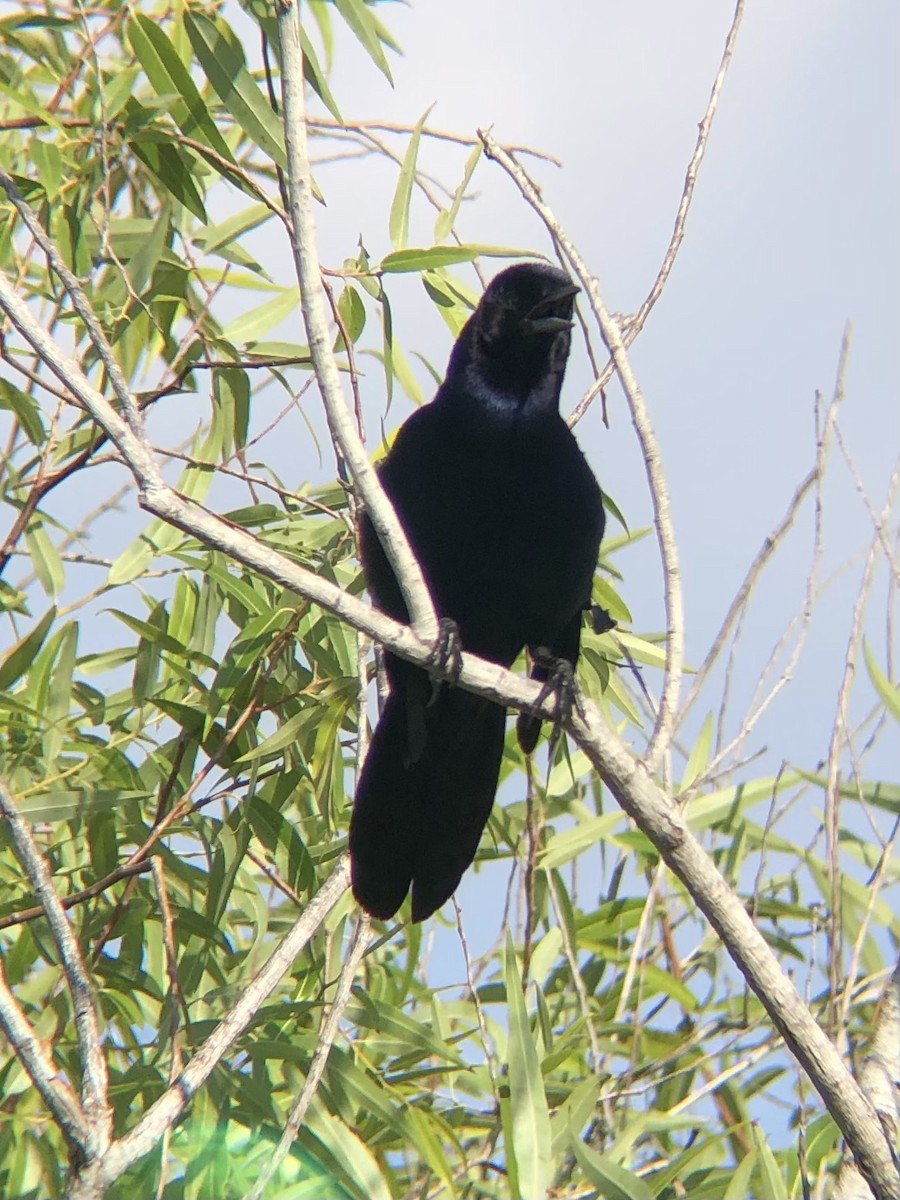 Boat-tailed Grackle - ML619708286