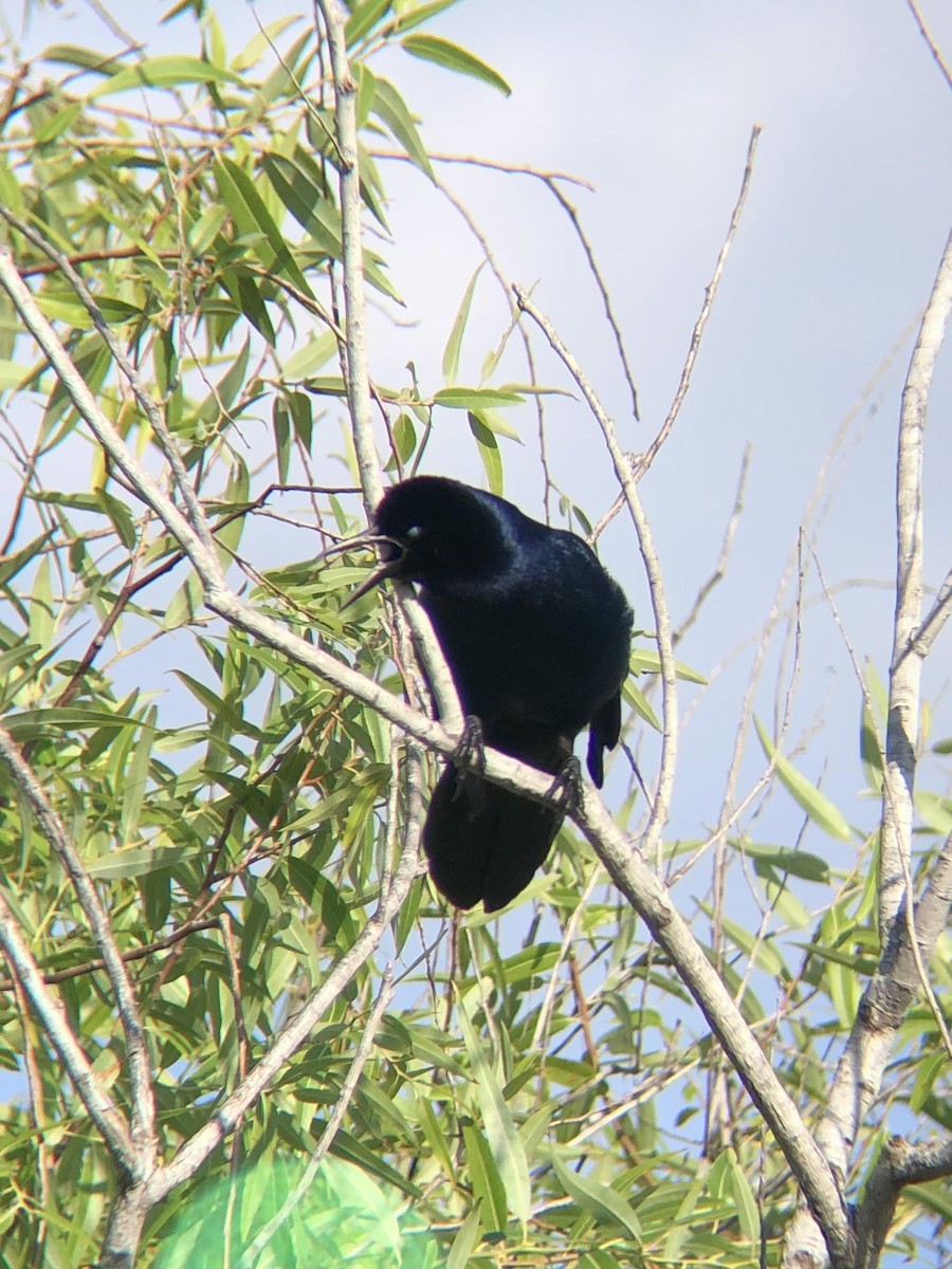 Boat-tailed Grackle - ML619708295