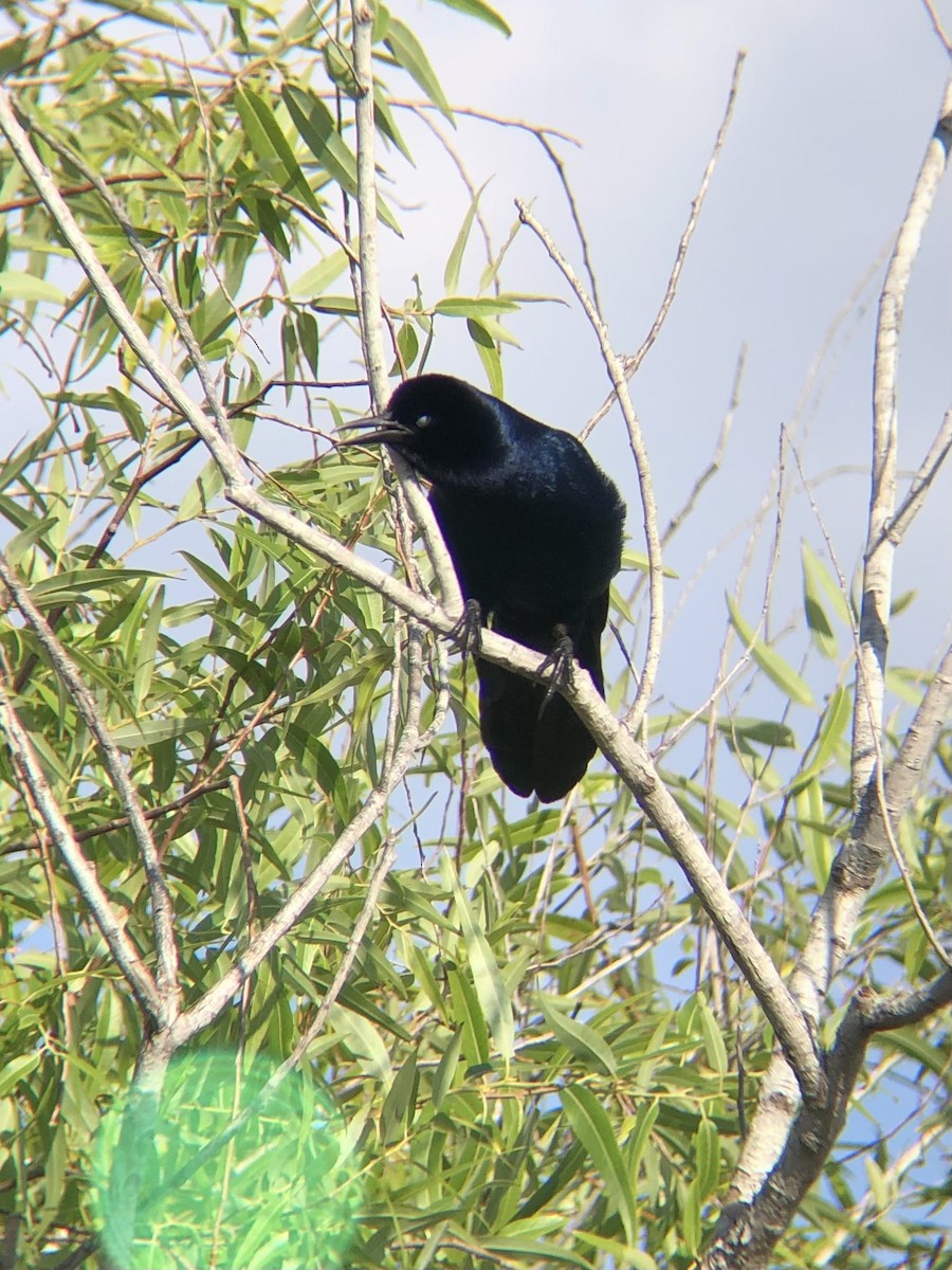 Boat-tailed Grackle - ML619708296