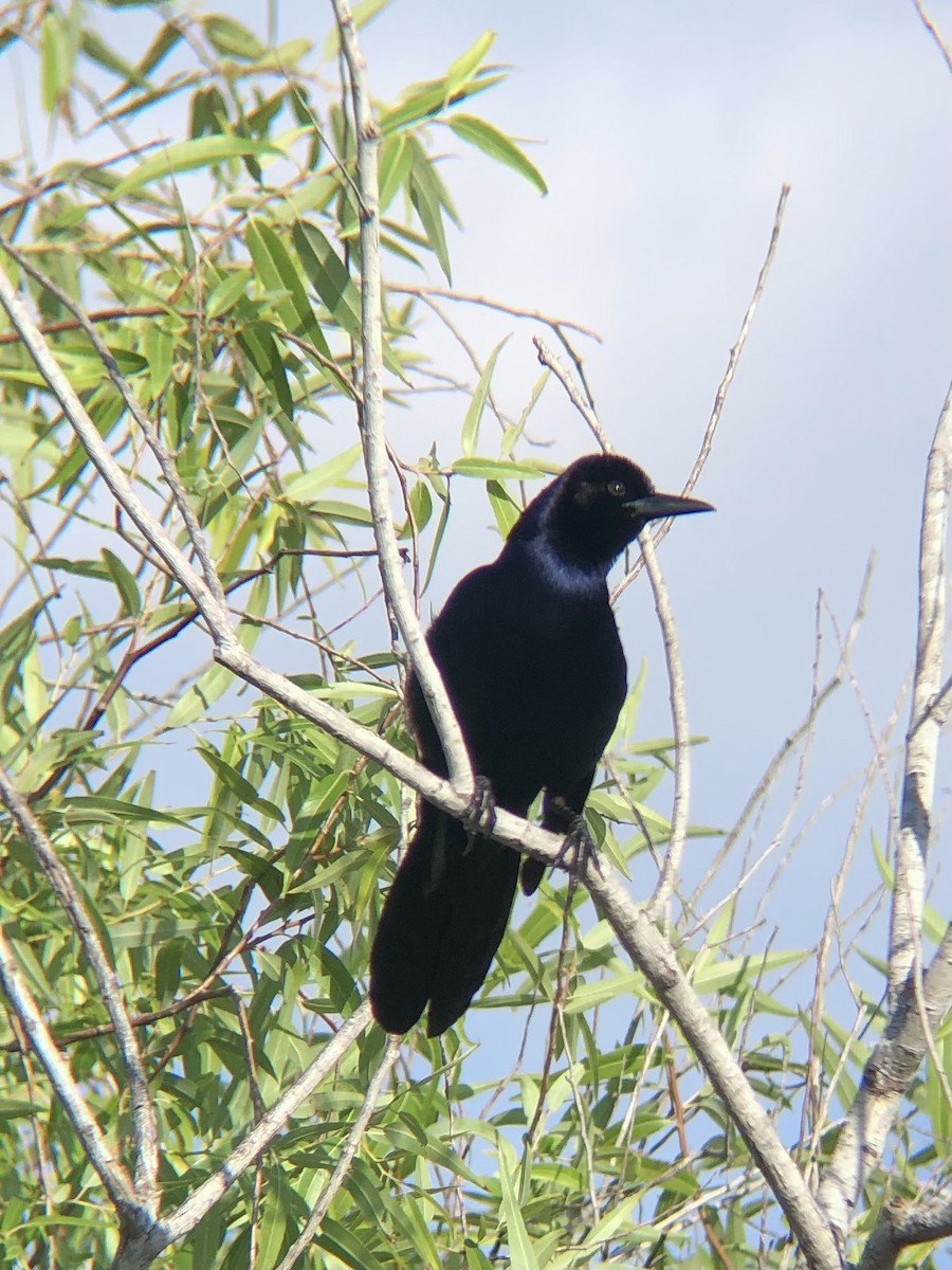 Boat-tailed Grackle - ML619708297