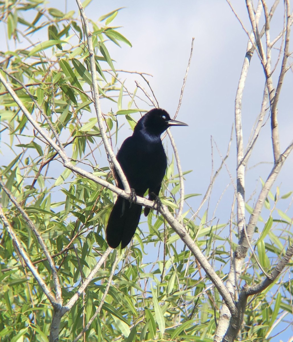 Boat-tailed Grackle - ML619708298