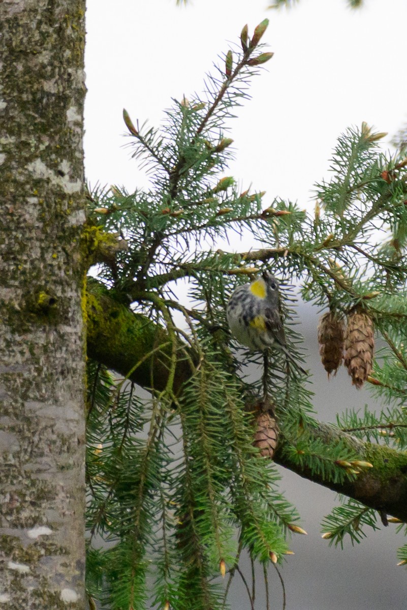 Yellow-rumped Warbler (Audubon's) - ML619708304