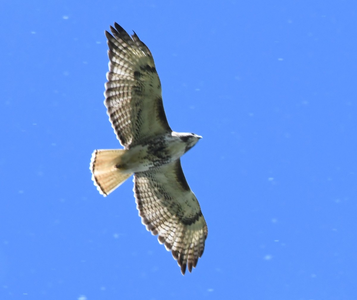 Red-tailed Hawk - ML619708310