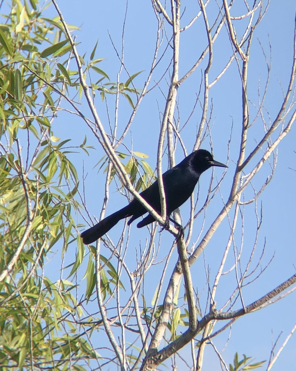 Boat-tailed Grackle - ML619708313