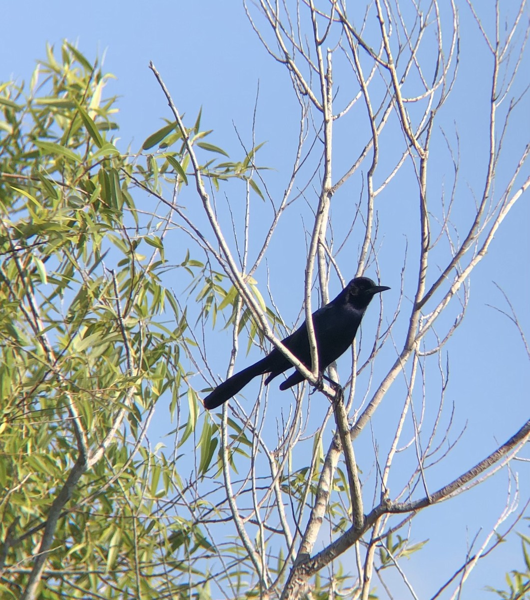 Boat-tailed Grackle - ML619708314