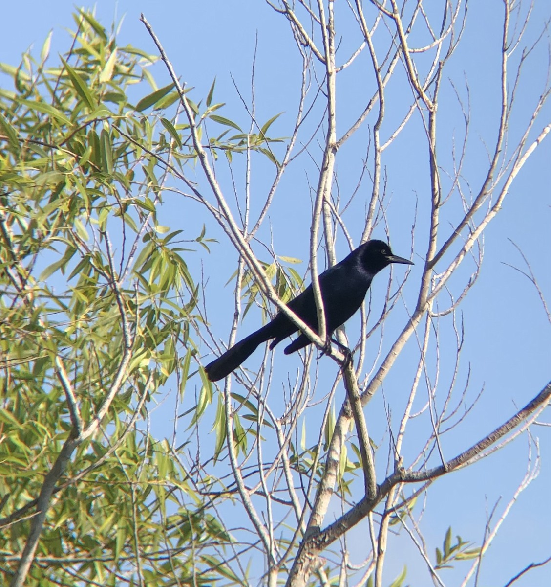 Boat-tailed Grackle - ML619708315