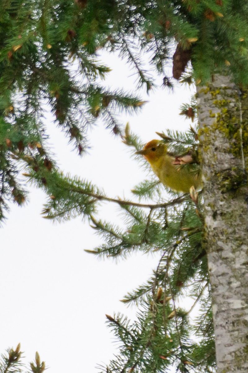 Western Tanager - ML619708316